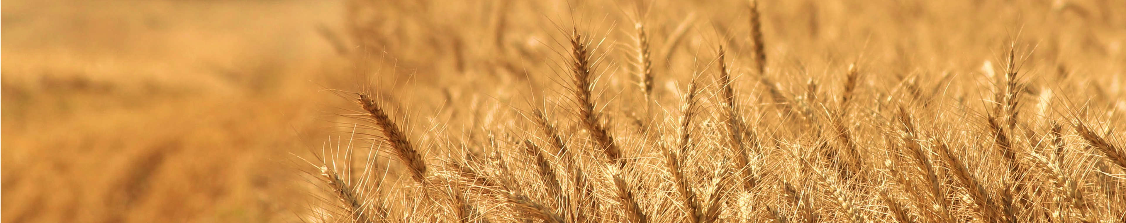 Grain Trade