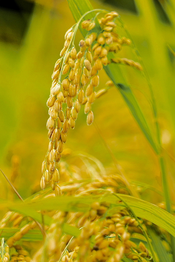 grain